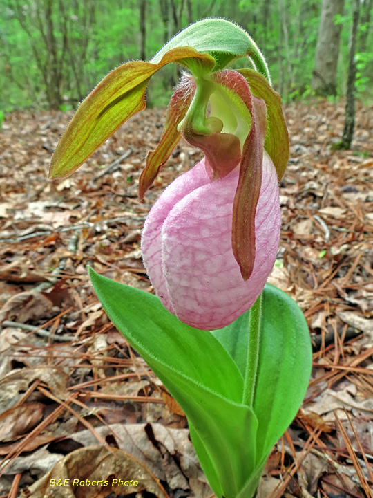 Lady_Slippers