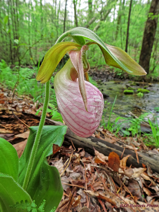 Lady_Slippers