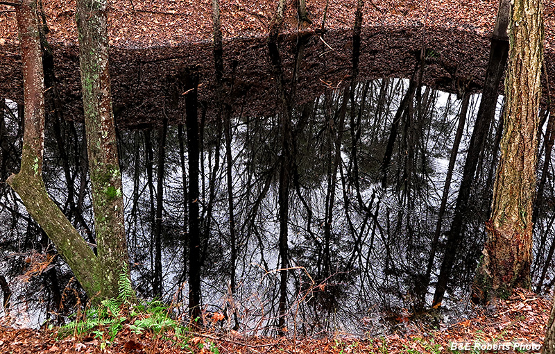Black_water_reflection