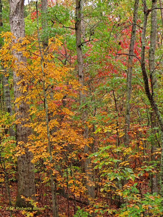 Tree_foliage