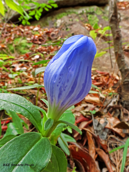 Gentian