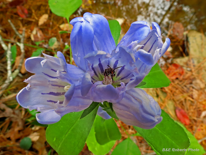 Gentians