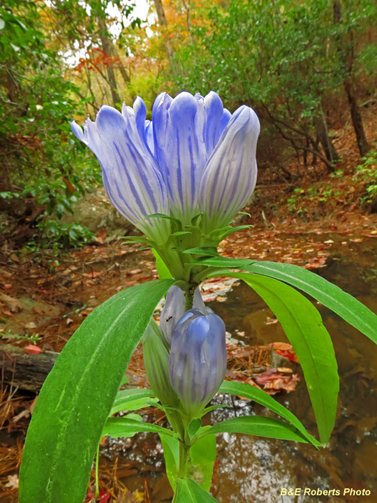 Gentians