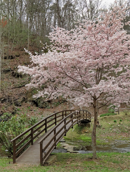 Tree_bloom_bridge