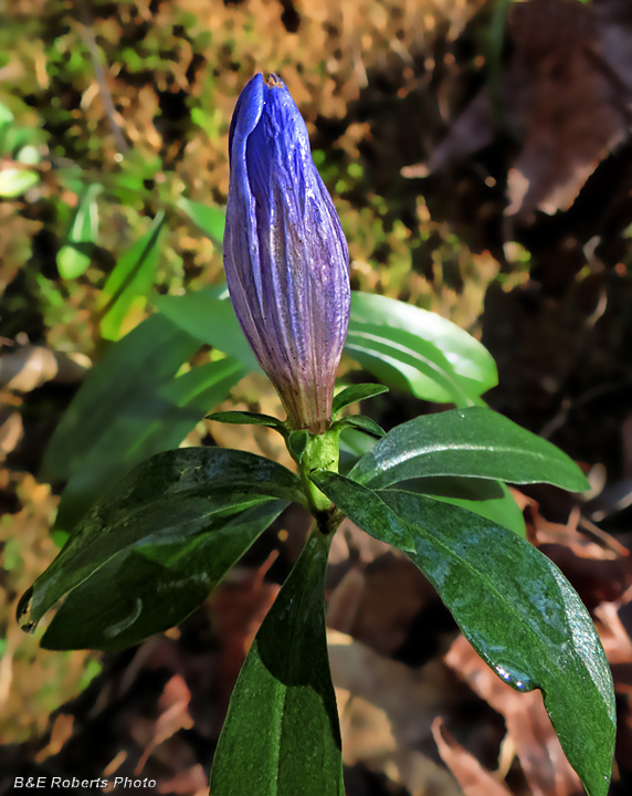 Soapwort_Gentian