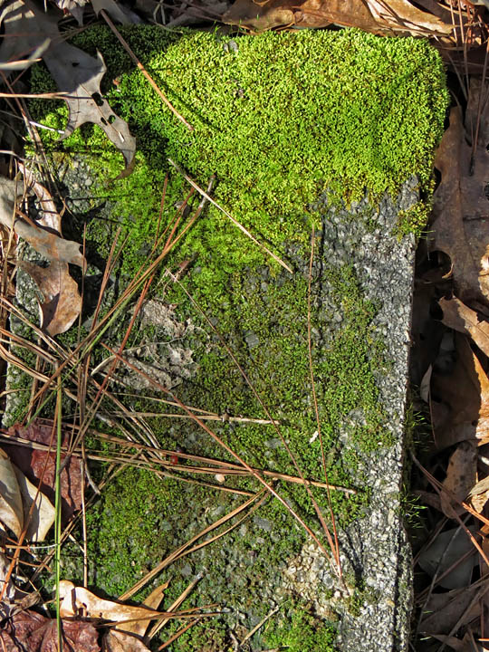 Mossy_stone