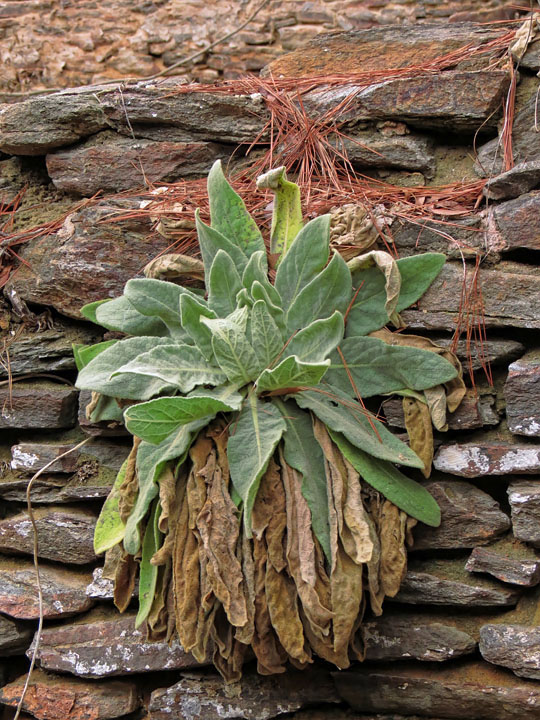 Plant_on_wall