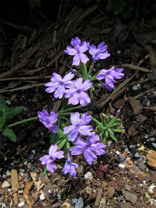 Purple_Geranium