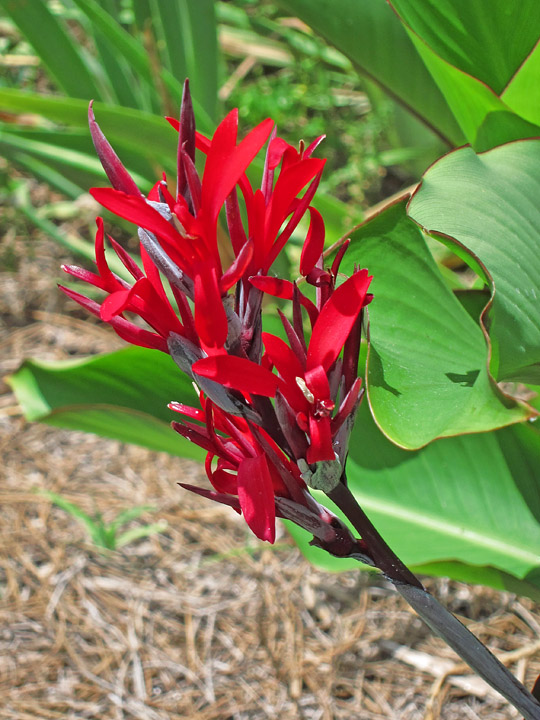 Red_Canna