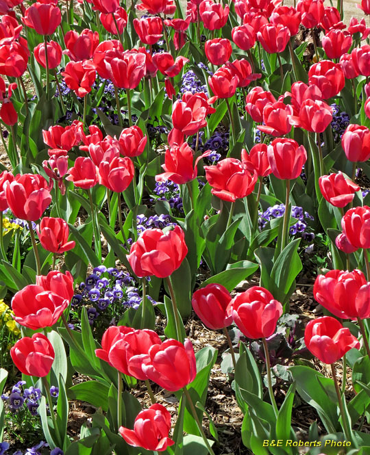 Tulips-Hyacinths