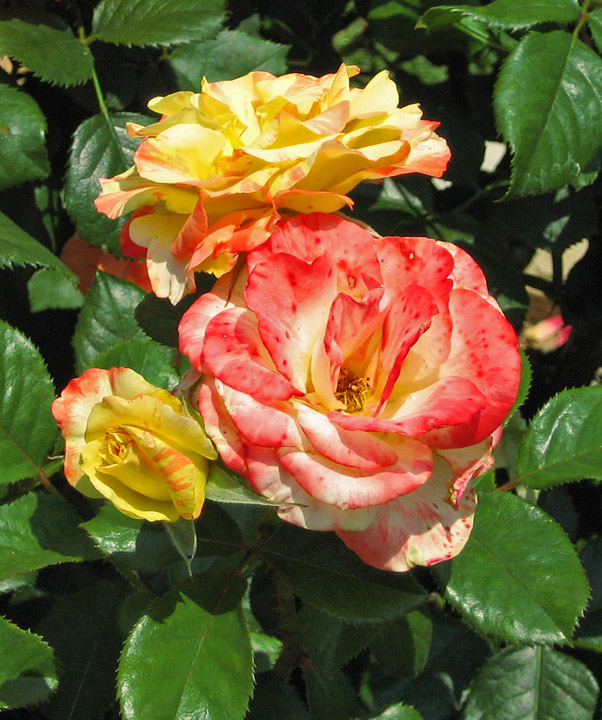 Multicolored_roses
