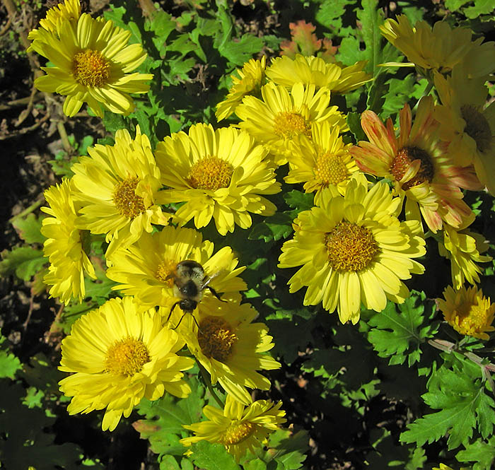 Bee-flowers