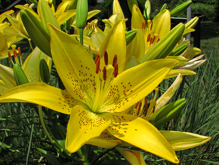 Yellow_lily