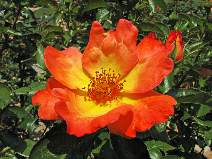 Red-yellow_rose