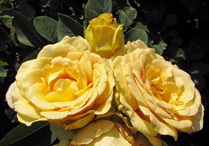 Yellow_roses