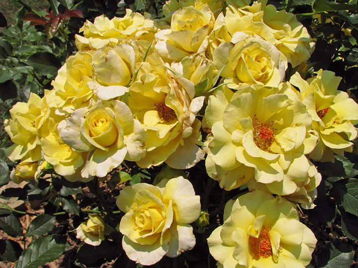 Yellow_roses