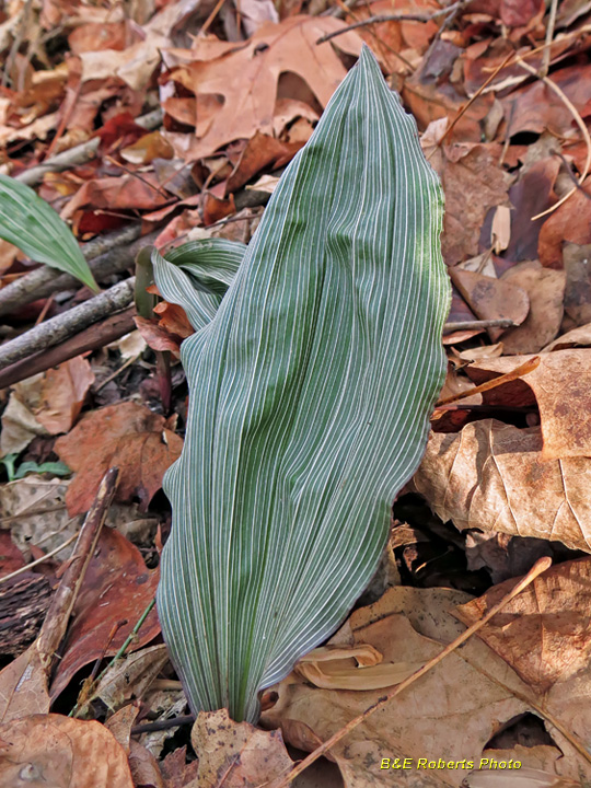 PuttyRoot_Orchid