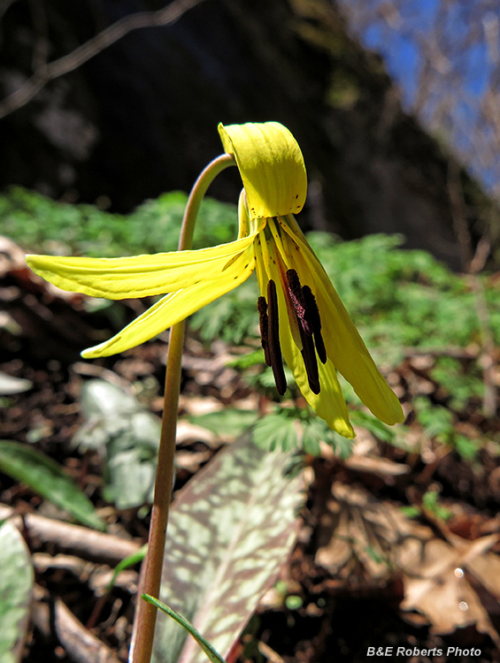 Trout_lily