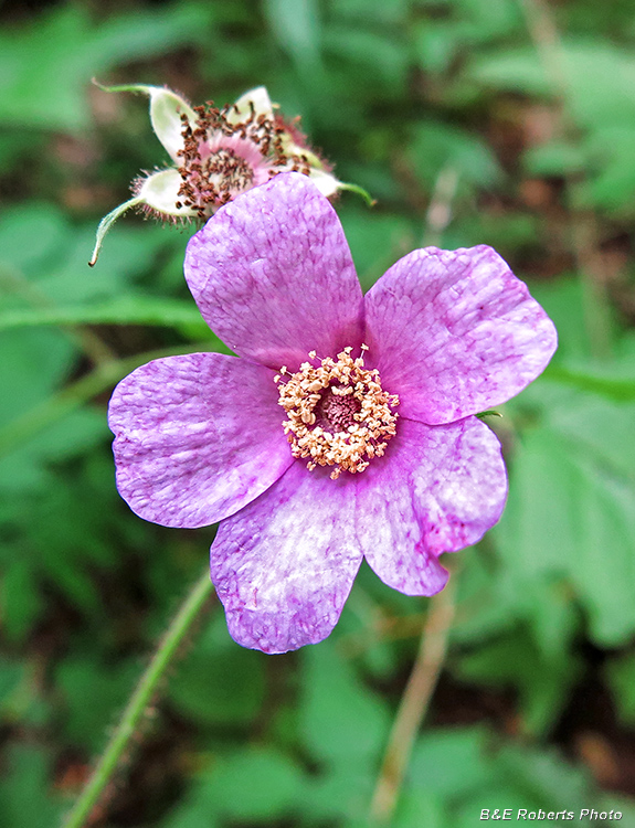 Flowering_Raspberry