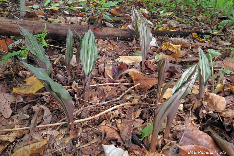 Putty_root_orchid_leaves