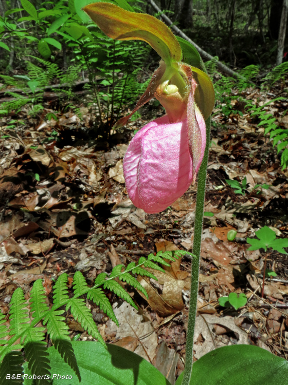 Lady_Slipper