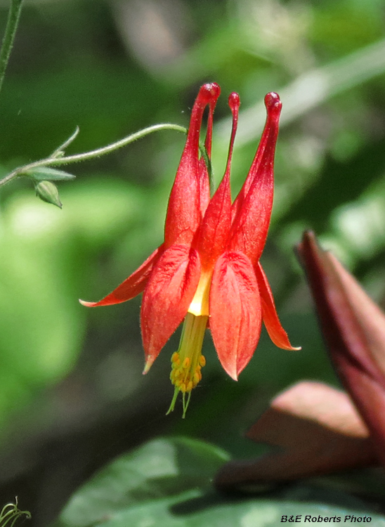 Columbine