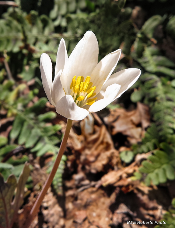 Bloodroot