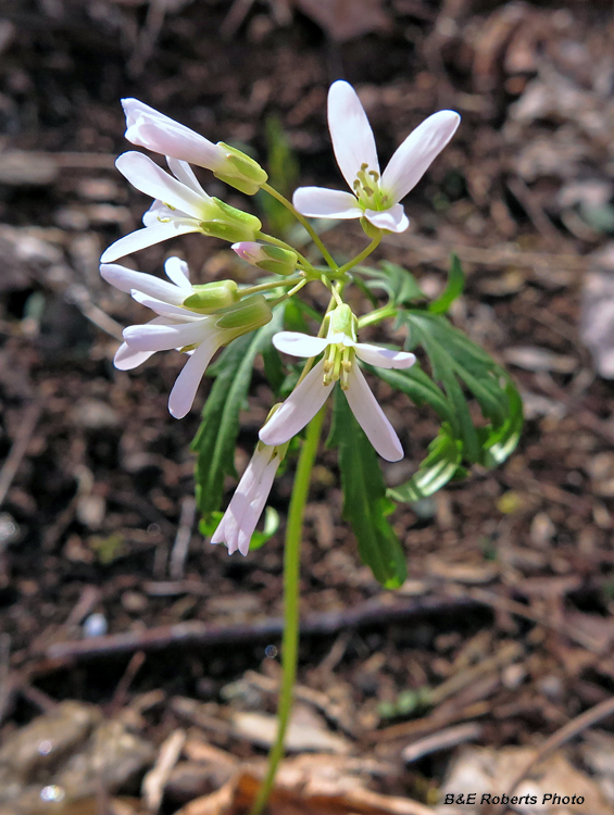 Toothwort