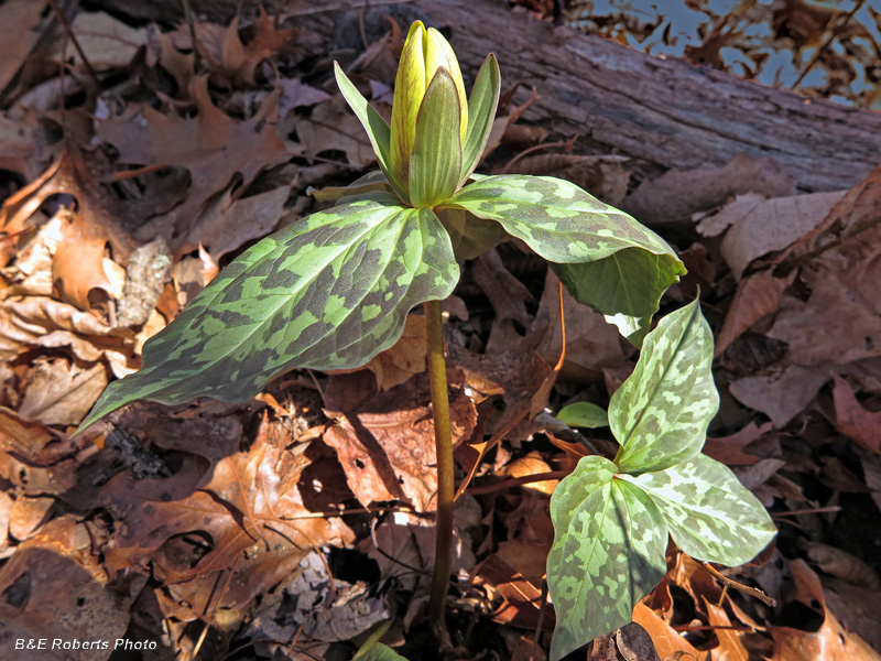 Yellow_Trillium