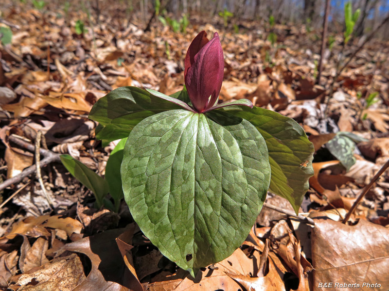 Trillium_cuneatum