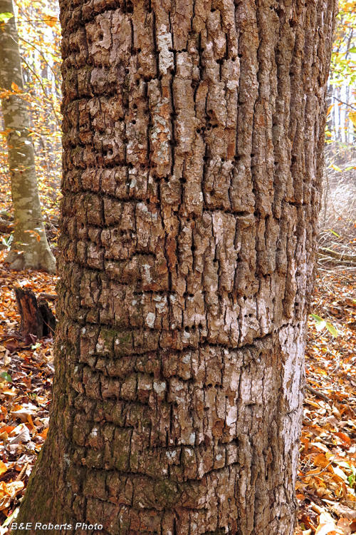 Tree_bark