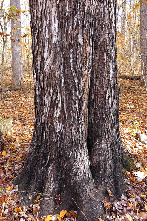 Tree_bark