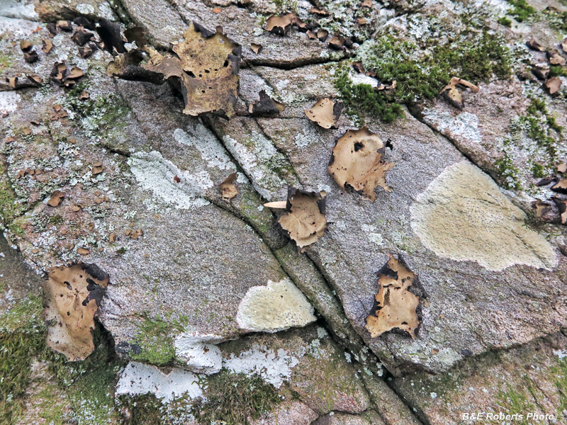 Lichens