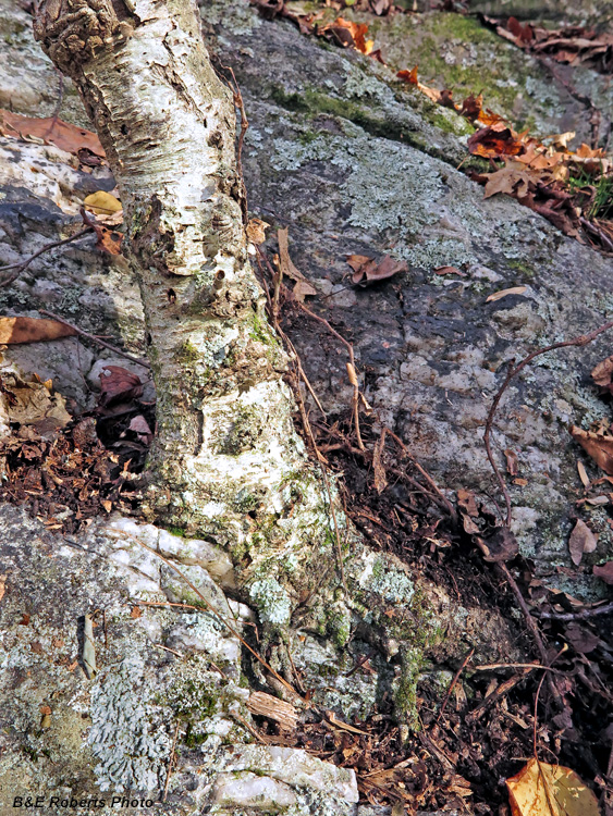 Birch_in_rock