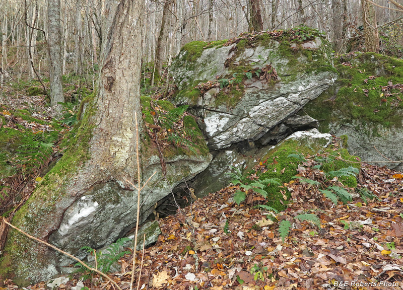 Tree-boulders