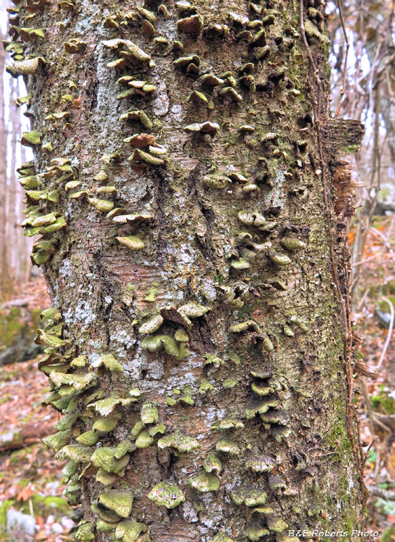 Tree_fungi