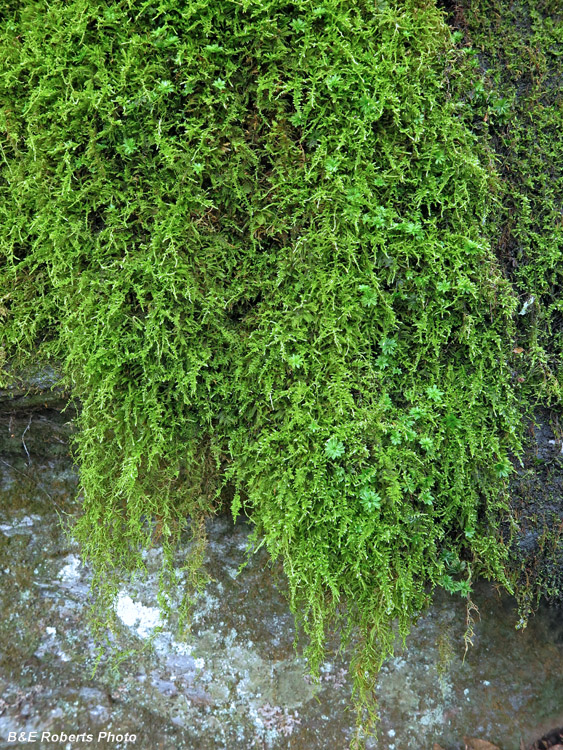 Hanging_Moss