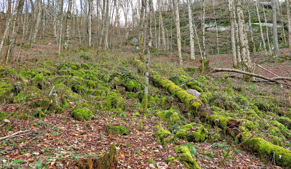 Boulder_field