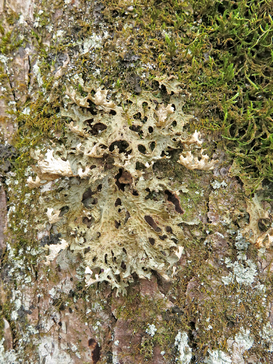 Lobaria