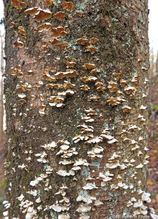 Lichen-fungi