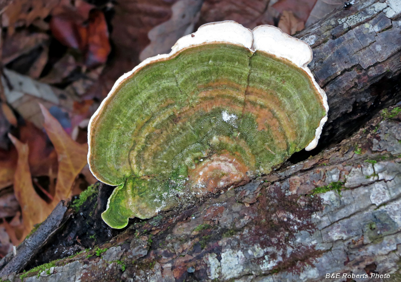 Bracket_fungi