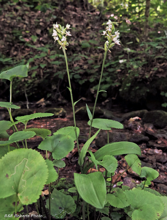 Platanthera_clavellata