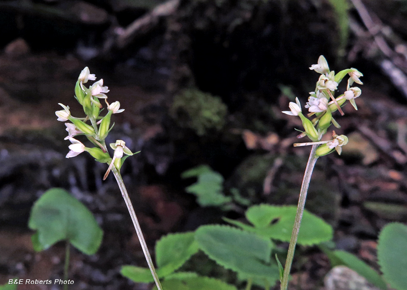 Platanthera_clavellata