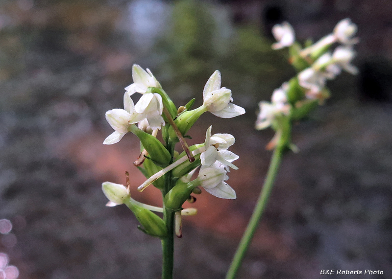 Platanthera_clavellata