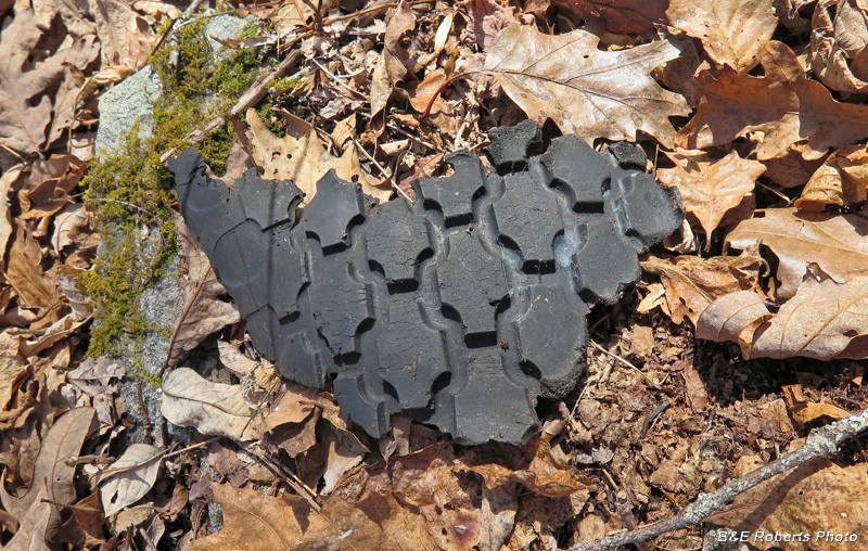 Tire_fragment