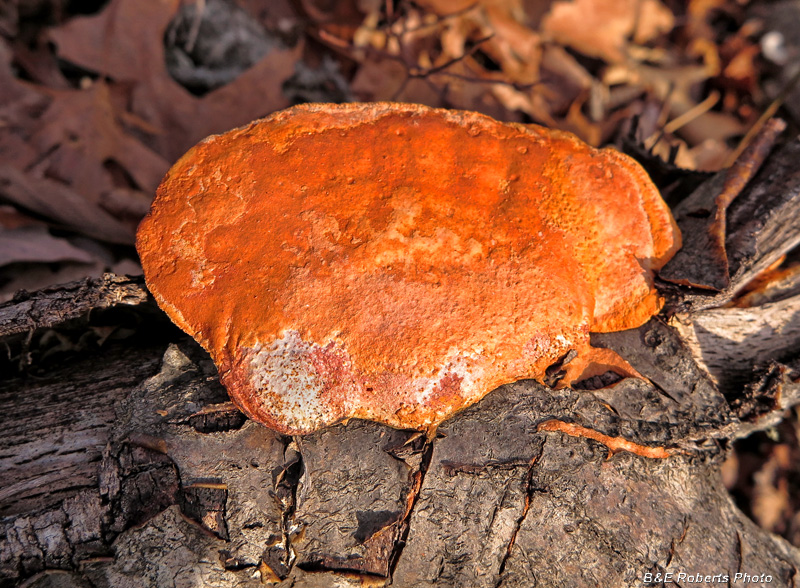 Orange_fungus