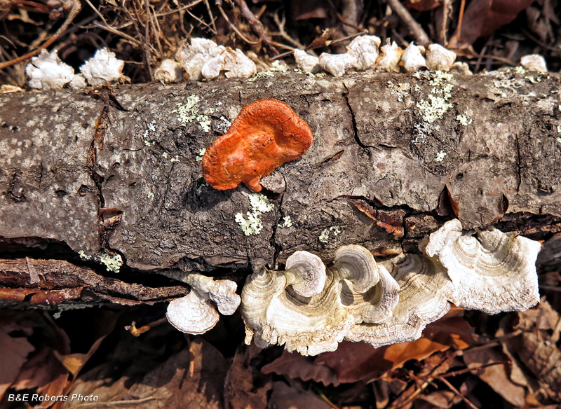 White_orange_fungi