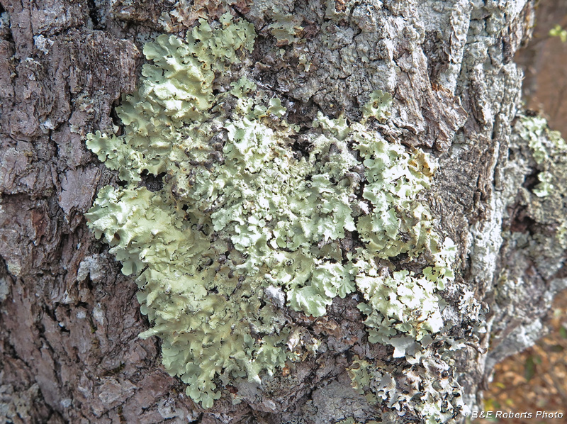 Lichen