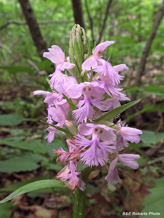 Purple_Orchids