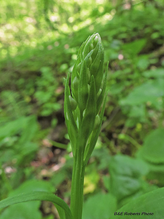 Purple_Fringed_Orchid_bud